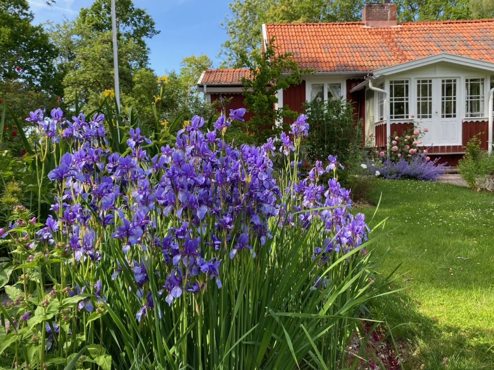 Karin Fransson 7